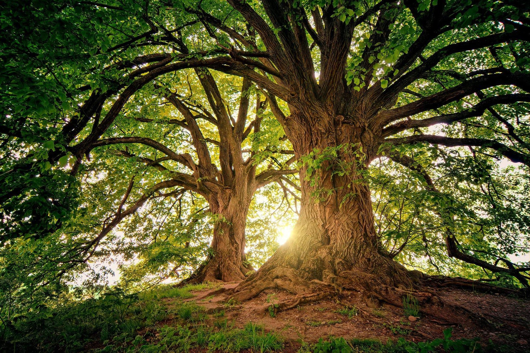 National Love a Tree Day